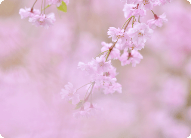 桜の写真